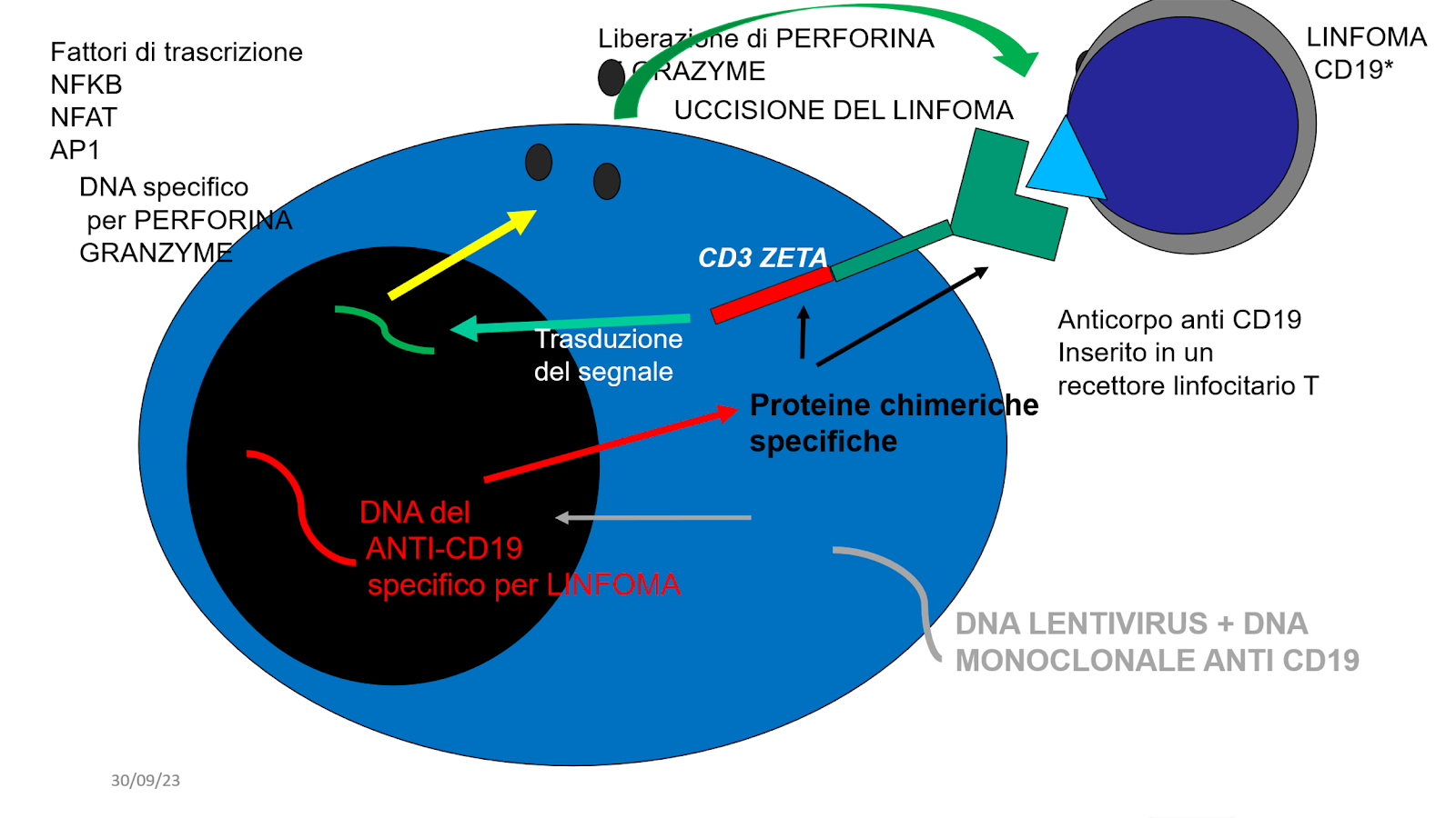 Le cellule CAR-T, una Rivoluzione nella Terapia dei Linfomi e del Mieloma.